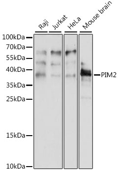 Western blot - PIM2 Polyclonal Antibody 