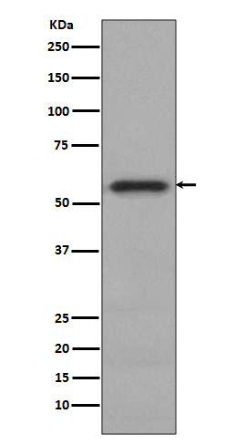 Western blot analysis of Phospho-c-Myc (S62) expression in HeLa cell lysate.