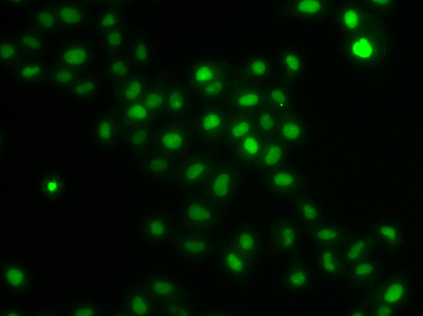 Immunofluorescence - HIRIP3 Polyclonal Antibody 