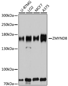 Western blot - ZMYND8 Polyclonal Antibody 