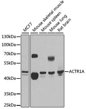 Western blot - ACTR1A Polyclonal Antibody 