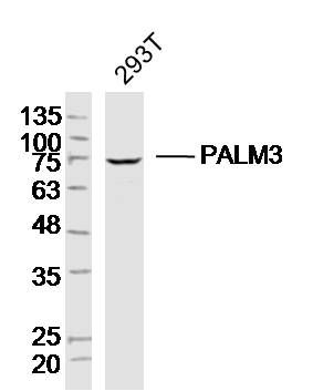 Fig1: Sample:293T (Human)Cell Lysate at 40 ug; Primary: Anti-PALM3 at 1/300 dilution; Secondary: IRDye800CW Goat Anti-RabbitIgG at 1/20000 dilution; Predicted band size: 72kD; Observed band size: 72kD