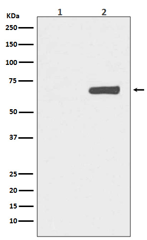 Western blot analysis of Phospho-YAP1 (S127) expression in (1) HeLa cell lysate; (2) HeLa cell lysate treated with FBS+calyculin A.