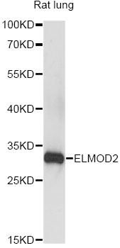 Western blot - ELMOD2 Polyclonal Antibody 