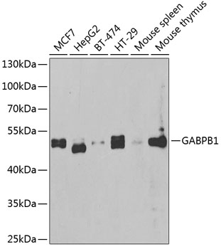 Western blot - GABPB1 Polyclonal Antibody 