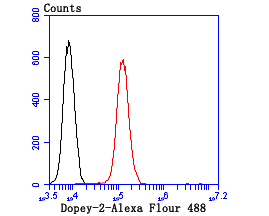 Fig5: Flow cytometric analysis of N2A cells with Dopey-2 antibody at 1/100 dilution (red) compared with an unlabelled control (cells without incubation with primary antibody; black).Alexa Fluor 488-conjugated goat anti-rabbit IgG was used as the secondary antibody.