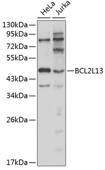 Western blot - BCL2L13 Polyclonal Antibody 