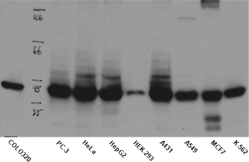 WB result of anti-NPM1 (Catalog No:117084) in different cell lysates.