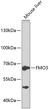 Western blot - FMO3 Polyclonal Antibody 