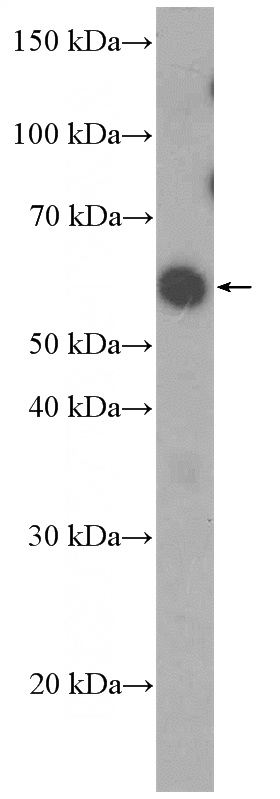 NCCIT cell were subjected to SDS PAGE followed by western blot with Catalog No:113608(PAX7 Antibody) at dilution of 1:600