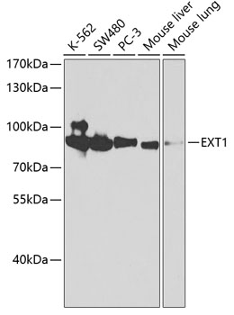 Western blot - EXT1 Polyclonal Antibody 
