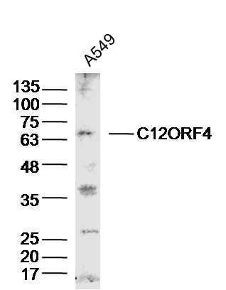 Fig1: Sample: A549 Cell (Human) Lysate at 30 ug; Primary: Anti-C12ORF4 at 1/300 dilution; Secondary: IRDye800CW Goat Anti-Rabbit IgG at 1/20000 dilution; Predicted band size: 64kD; Observed band size: 64kD
