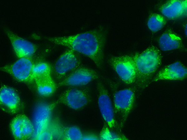 Human Serum Albumin / HSA / ALB Antibody (FITC), Rabbit MAb, Immunofluorescence