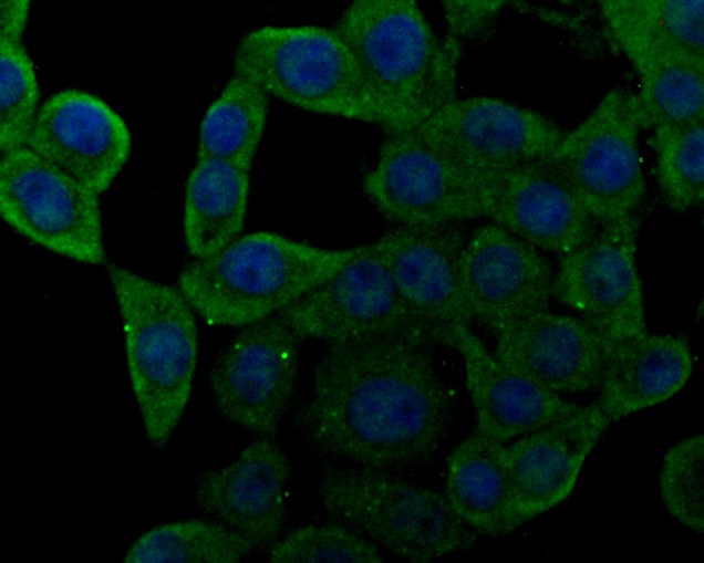 Fig4:; ICC staining of NHE-1 in LOVO cells (green). Formalin fixed cells were permeabilized with 0.1% Triton X-100 in TBS for 10 minutes at room temperature and blocked with 1% Blocker BSA for 15 minutes at room temperature. Cells were probed with the primary antibody ( 1/100) for 1 hour at room temperature, washed with PBS. Alexa Fluor®488 Goat anti-Rabbit IgG was used as the secondary antibody at 1/100 dilution. The nuclear counter stain is DAPI (blue).