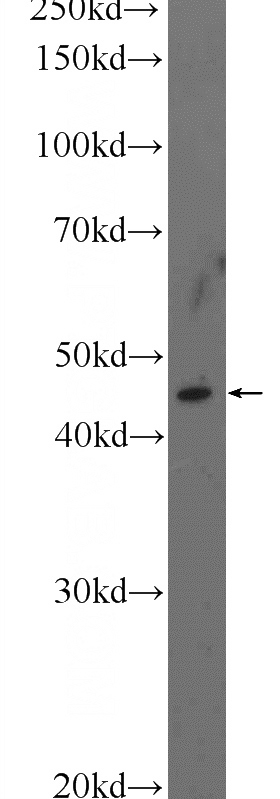 mouse ovary tissue were subjected to SDS PAGE followed by western blot with Catalog No:116189(TMEM5 Antibody) at dilution of 1:300