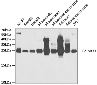 Western blot - C21orf33 Polyclonal Antibody 