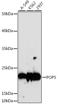 Western blot - POP5 Polyclonal Antibody 