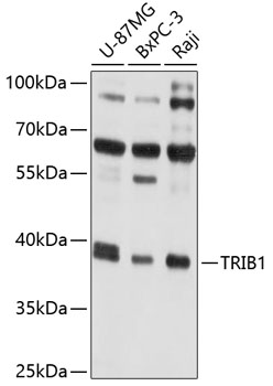 Western blot - TRIB1 Polyclonal Antibody 