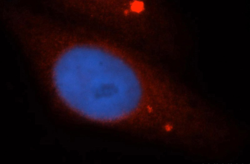Immunofluorescent analysis of HepG2 cells, using UBL4A antibody Catalog No:116651 at 1:50 dilution and Rhodamine-labeled goat anti-rabbit IgG (red). Blue pseudocolor = DAPI (fluorescent DNA dye).