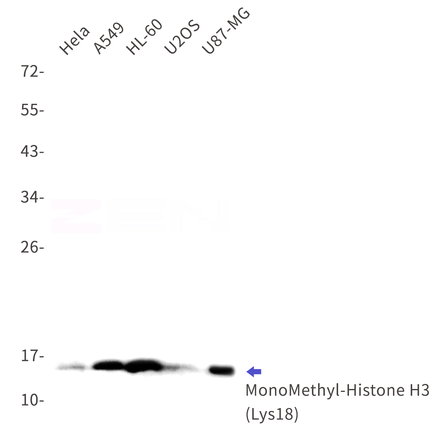 Western blot detection of MonoMethyl-Histone H3 (Lys18) in Hela,A549,HL-60,U2OS,U87-MG cell lysates using MonoMethyl-Histone H3 (Lys18) Rabbit mAb(1:1000 diluted).Observed band size:15kDa.