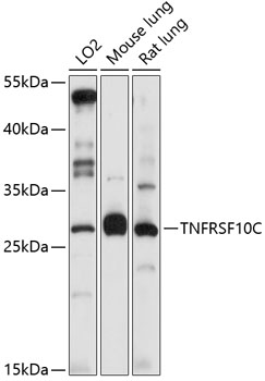 Western blot - TNFRSF10C Polyclonal Antibody 