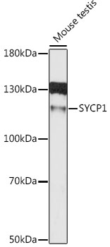 Western blot - SYCP1 Polyclonal Antibody 