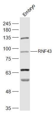 Fig2: Sample:; Embryo (Mouse) Lysate at 40 ug; Primary: Anti-RNF43 at 1/300 dilution; Secondary: IRDye800CW Goat Anti-Rabbit IgG at 1/20000 dilution; Predicted band size: 83 kD; Observed band size: 93 kD