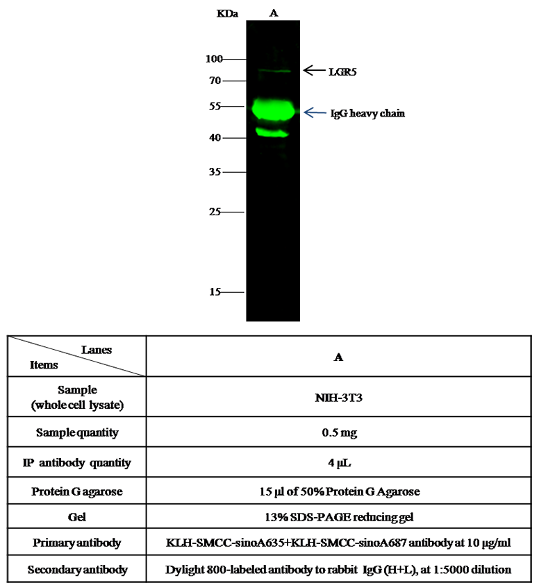 LGR5 Antibody, Rabbit PAb, Antigen Affinity Purified, Immunoprecipitation