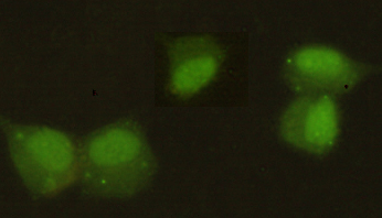 Immunocytochemistry stain of Hela using HP1 alpha mouse mAb (1:300).