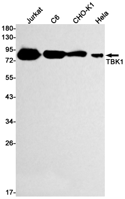 Western blot detection of NAK/TBK1 in Jurkat,C6,CHO-K1,Hela cell lysates using NAK/TBK1 Rabbit pAb(1:1000 diluted).Predicted band size:84kDa.Observed band size:84kDa.