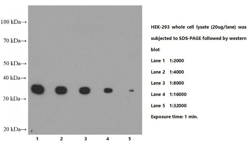 HEK-293 cells were subjected to SDS PAGE followed by western blot with Catalog No:117335(PCNA Antibody) at various dilution.