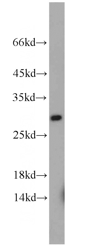 mouse lung tissue were subjected to SDS PAGE followed by western blot with Catalog No:114442(RAB3C antibody) at dilution of 1:1000