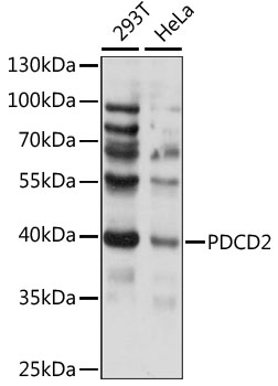 Western blot - PDCD2 Polyclonal Antibody 
