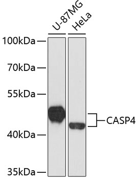 Western blot - CASP4 Polyclonal Antibody 