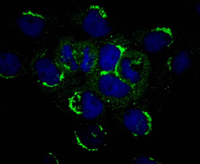 Fig2: ICC staining PLEKHH1 (green) in A431 cells. The nuclear counter stain is DAPI (blue). Cells were fixed in paraformaldehyde, permeabilised with 0.25% Triton X100/PBS.