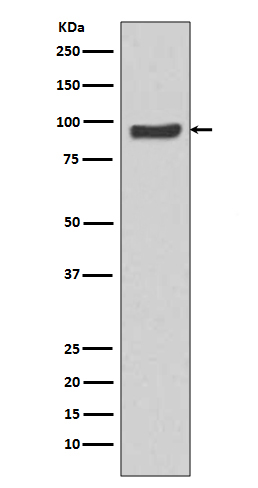 Western blot analysis of SP1 expression in HeLa cell lysate.
