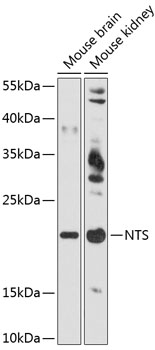 Western blot - NTS Polyclonal Antibody 