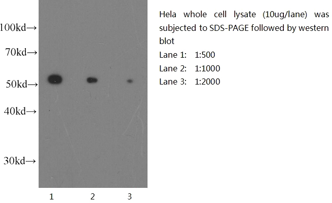 Western blot of Hela cell with anti-Tubulin-Beta (Catalog No:117306) at various dilutions.