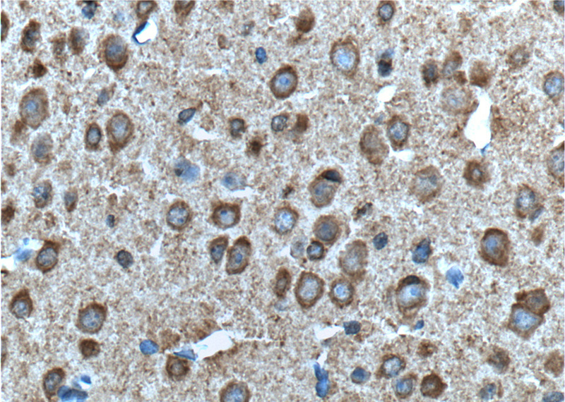 Immunohistochemistry of paraffin-embedded mouse brain tissue slide using Catalog No:107890(ADRA1B-Specific Antibody) at dilution of 1:100 (under 40x lens). heat mediated antigen retrieved with Tris-EDTA buffer(pH9).