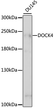 Western blot - DOCK4 Polyclonal Antibody 