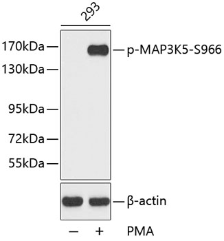 Western blot - Phospho-MAP3K5-S966 pAb 