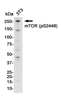 Western blot detection of mTOR (Phospho-Ser2448) in 3t3 cell lysates using mTOR (Phospho-Ser2448) Rabbit pAb(1:1000 diluted).Predicted band size:289KDa.Observed band size:289KDa.