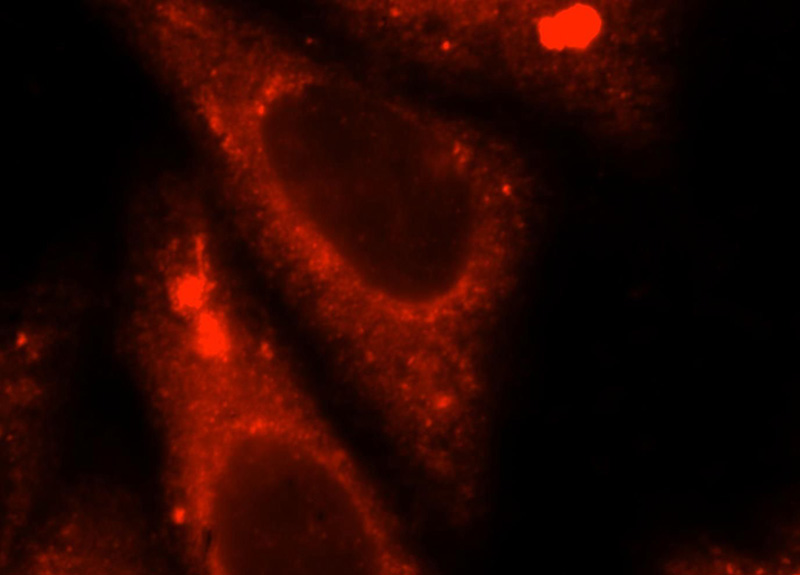 Immunofluorescent analysis of HepG2 cells, using IFT52 antibody Catalog No:116396 at 1:25 dilution and Rhodamine-labeled goat anti-rabbit IgG (red).