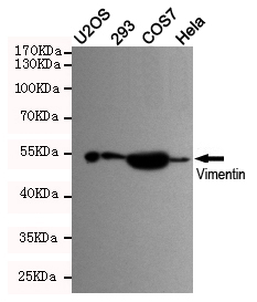 Western blot detection of Vimentin in U2OS,293,COS7 and Hela cell lysates using Vimentin mouse mAb (dilution 1:500).Predicted band size:54KDa.Observed band size:54KDa.