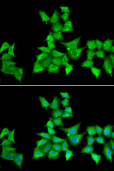 Immunofluorescence - HAPLN1 Polyclonal Antibody 