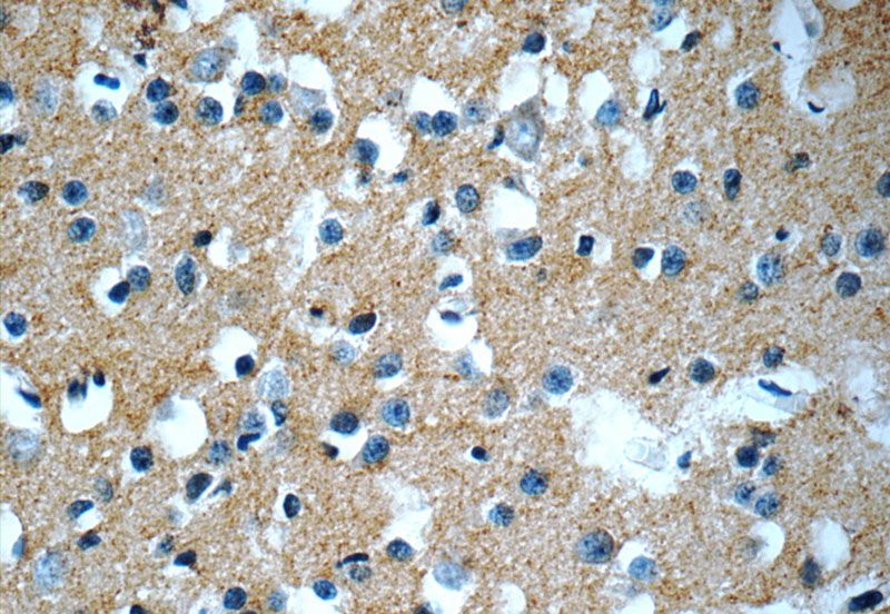 Immunohistochemistry of paraffin-embedded human brain tissue slide using Catalog No:110953(GFRA2 Antibody) at dilution of 1:50 (under 40x lens)