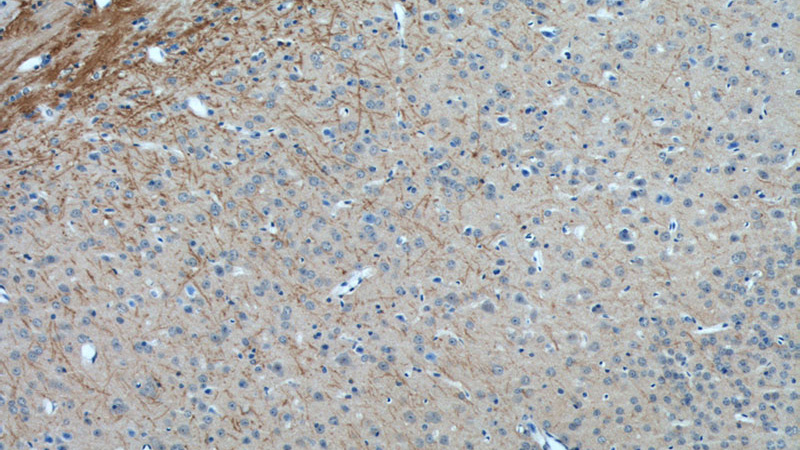 Immunohistochemistry of paraffin-embedded mouse brain tissue slide using Catalog No:114656(RHEB Antibody) at dilution of 1:50 (under 10x lens)