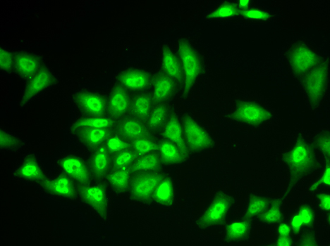 Immunofluorescence - ZNF217 Polyclonal Antibody 