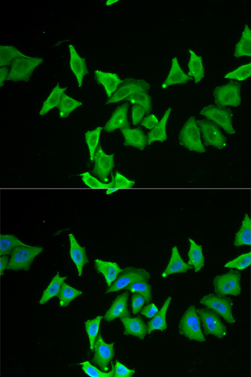 Immunofluorescence - MLN Polyclonal Antibody 