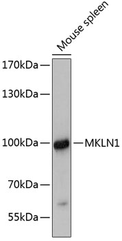 Western blot - MKLN1 Polyclonal Antibody 